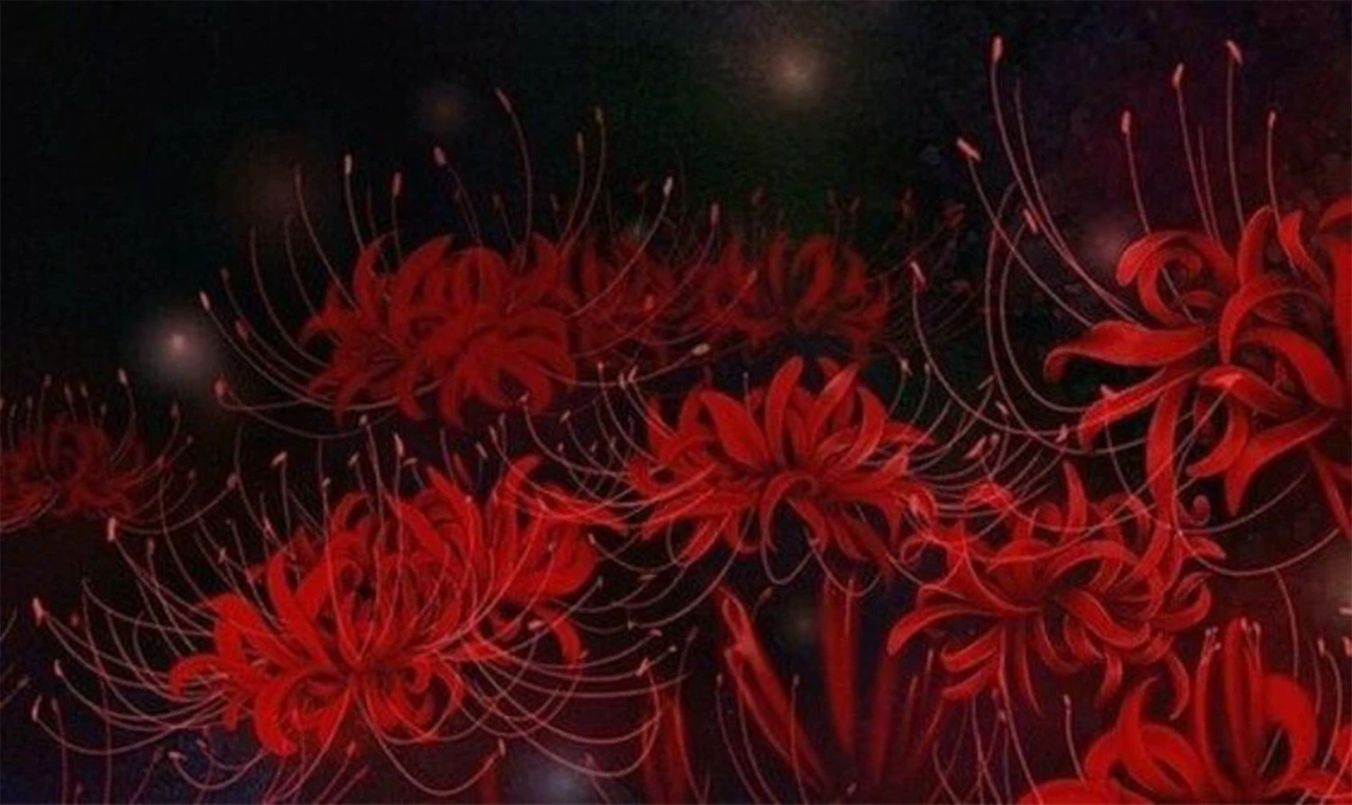  Wallpaper rừng hoa bỉ ngạn đỏ nền tối ma mị cho máy tính