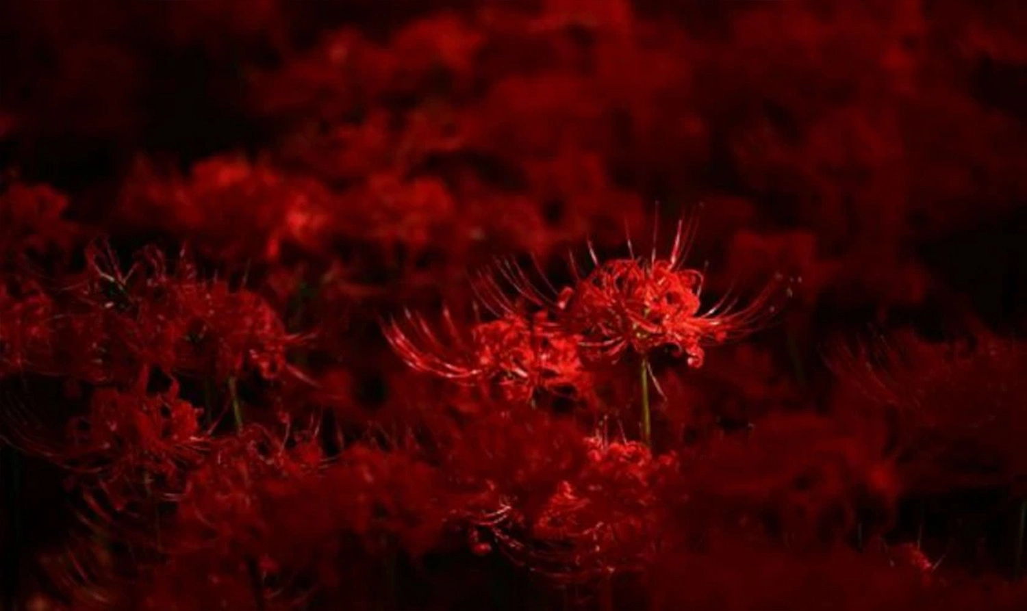 Ảnh nền rừng hoa bỉ ngạn đỏ siêu nét 4K cho máy tính