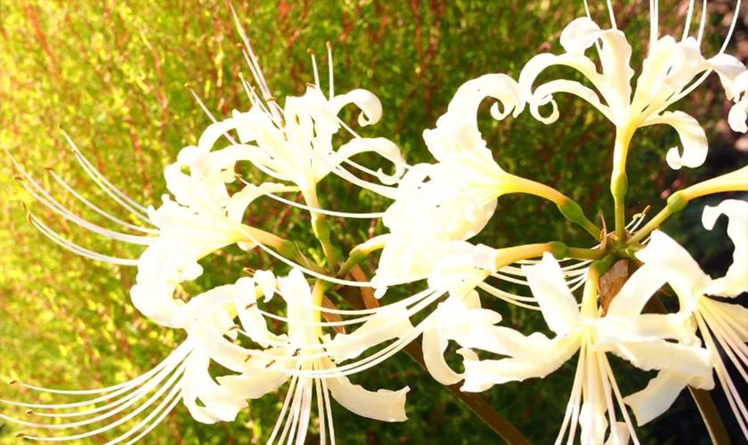 Ảnh nền hoa bỉ ngạn trắng 4K tượng trưng cho sự thuần khiết