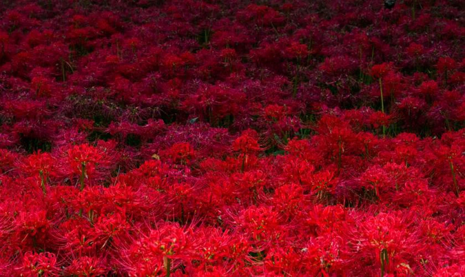  Wallpaper rừng hoa bỉ ngạn đỏ lòe tải về mobile tính
