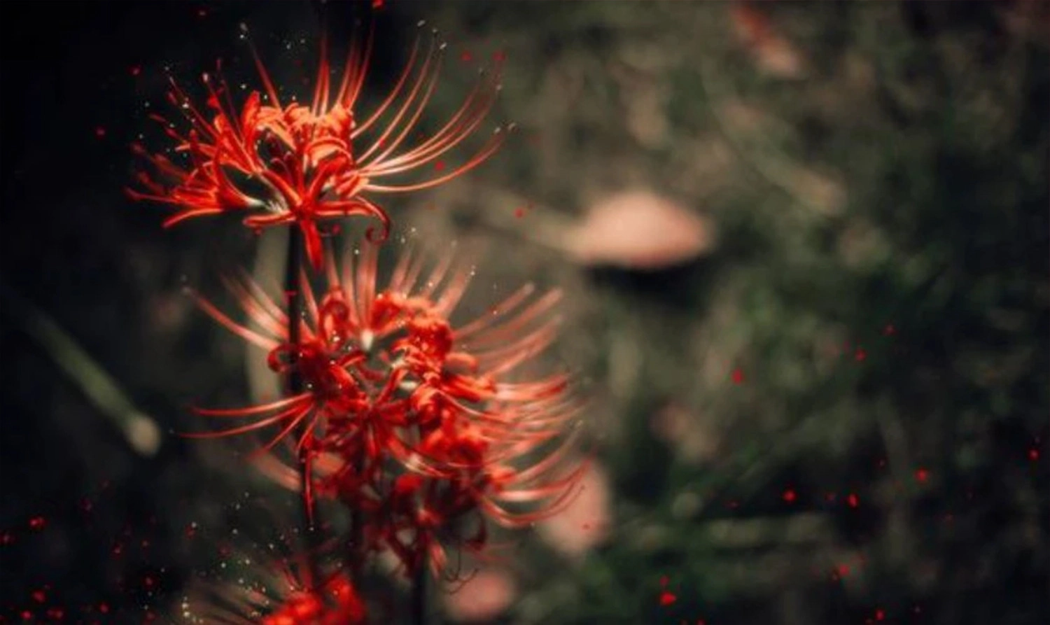  Hình ảnh nền hoa bỉ ngạn đỏ lòe 4K chụp thẩm mỹ và nghệ thuật cho tới máy tính