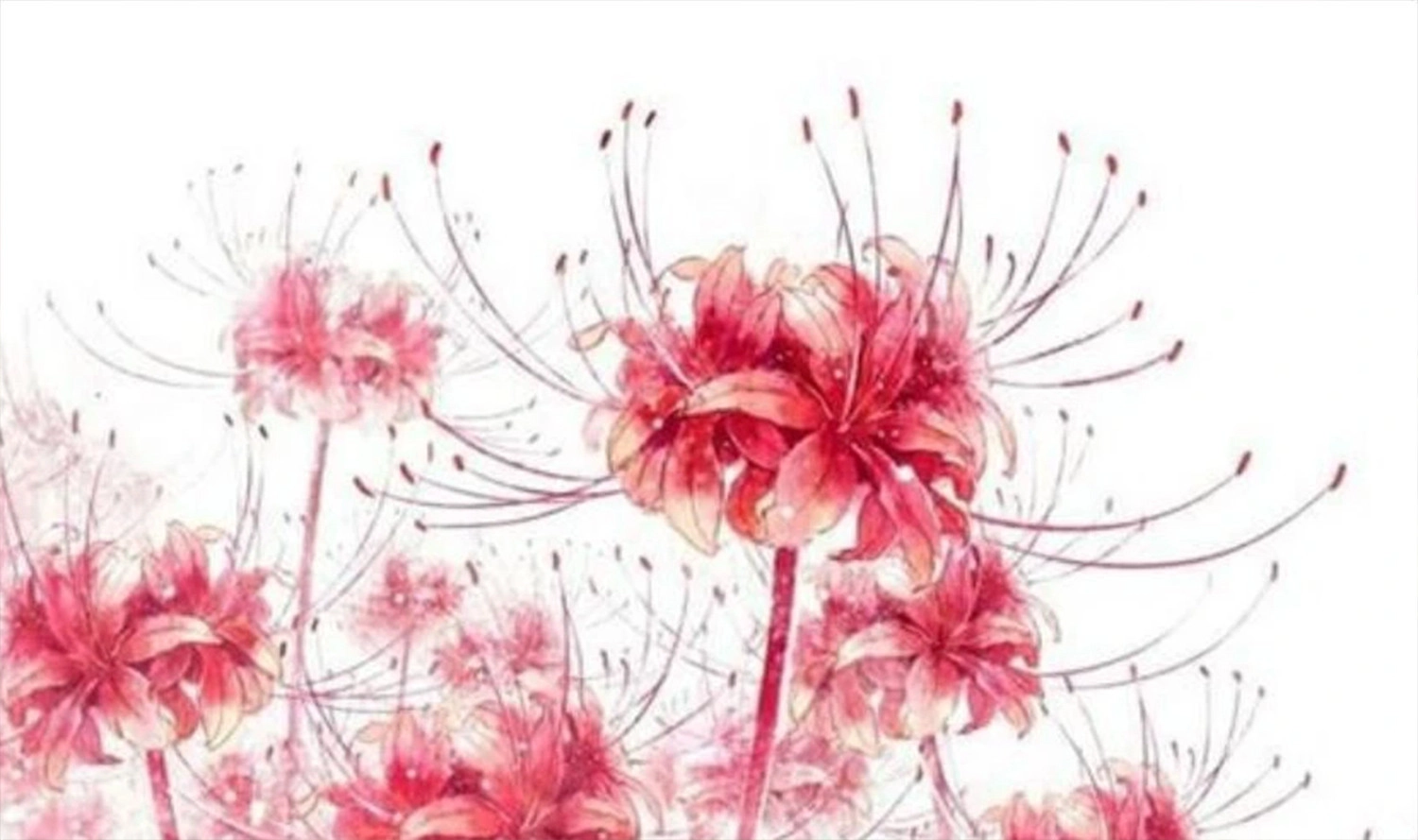  Hình nền tranh vẽ hoa bỉ ngạn đỏ tải cho máy tính