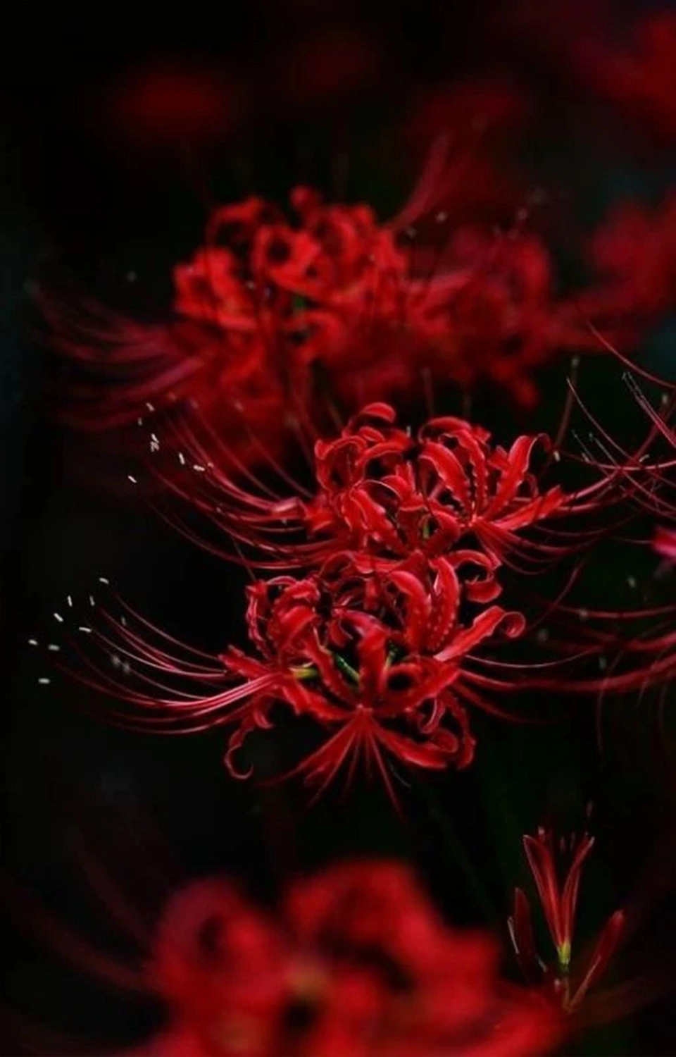  Hình ảnh nền hoa bỉ ngạn đỏ lòe chụp cận cho tới năng lượng điện thoại