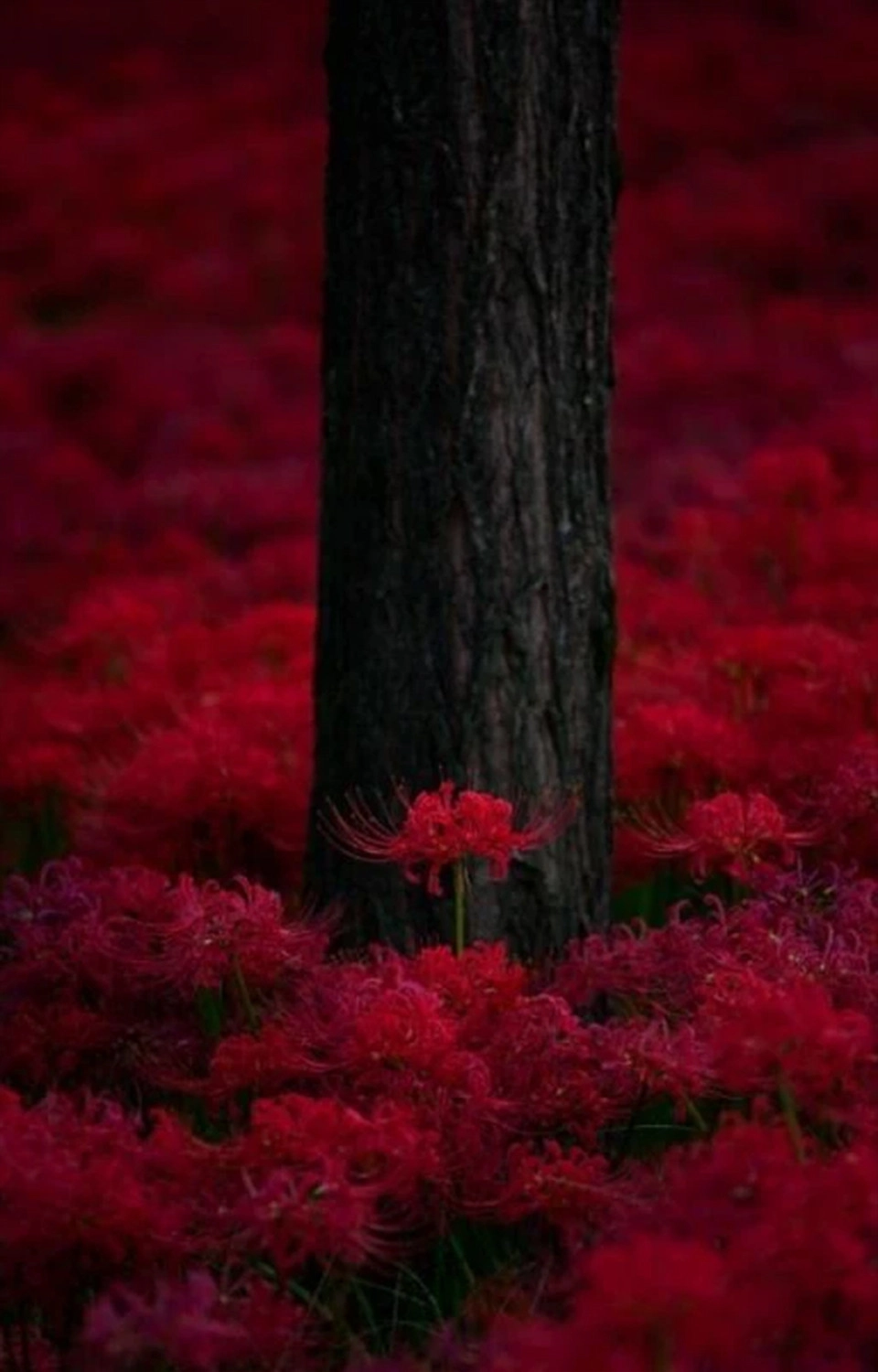  Ảnh nền rừng hoa bỉ ngạn đỏ cài cho điện thoại