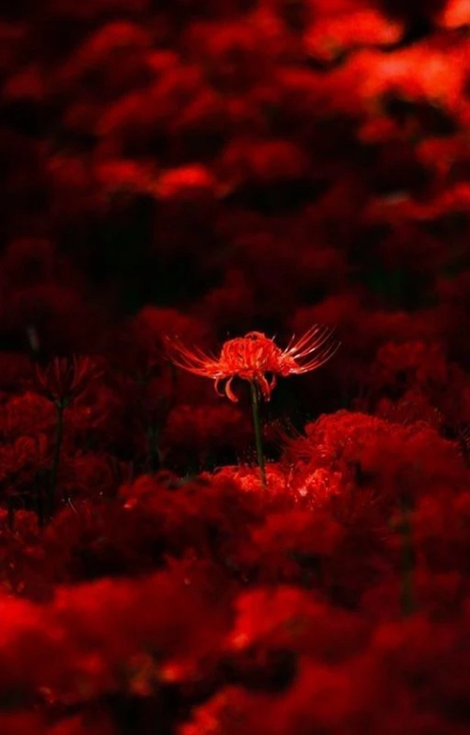 Hình ảnh wallpaper nhiều hoa bỉ ngạn đỏ lòe huyền bí