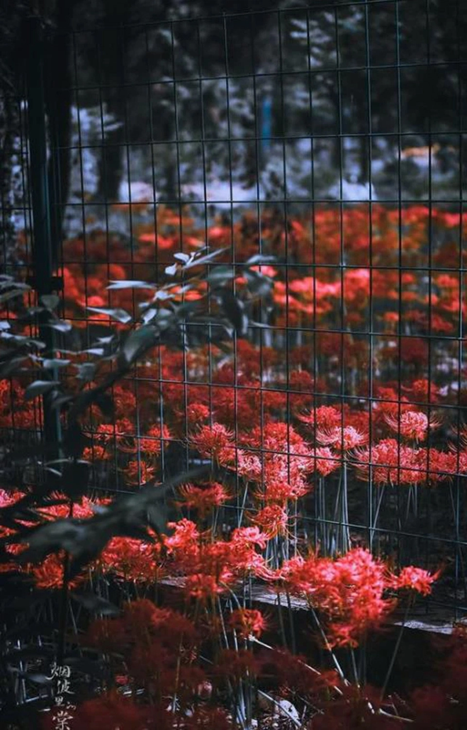  Hình ảnh nền hoa bỉ ngạn đỏ lòe thể hiện tại nỗi đau buồn thương