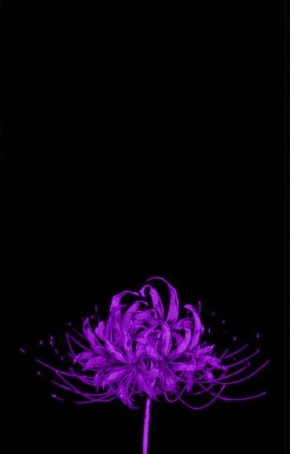  Hình ảnh nền 1 nhành hoa bỉ ngạn tím rất đẹp cho tới năng lượng điện thoại
