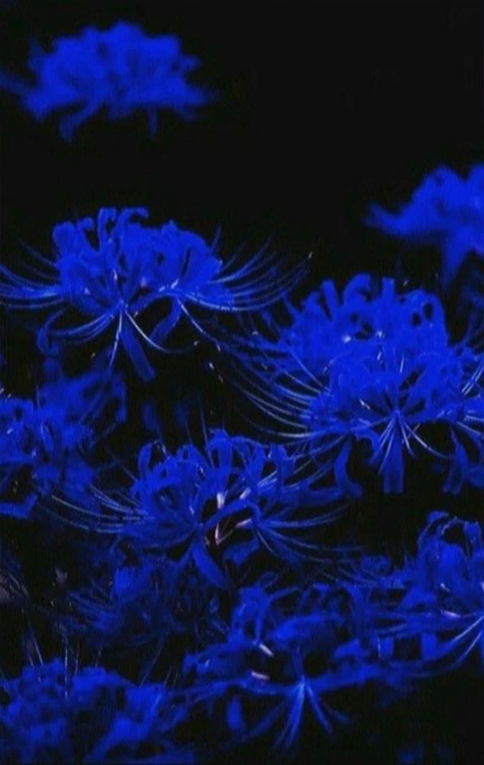 Ảnh nền nhiều bông hoa bỉ ngạn xanh cho điện thoại