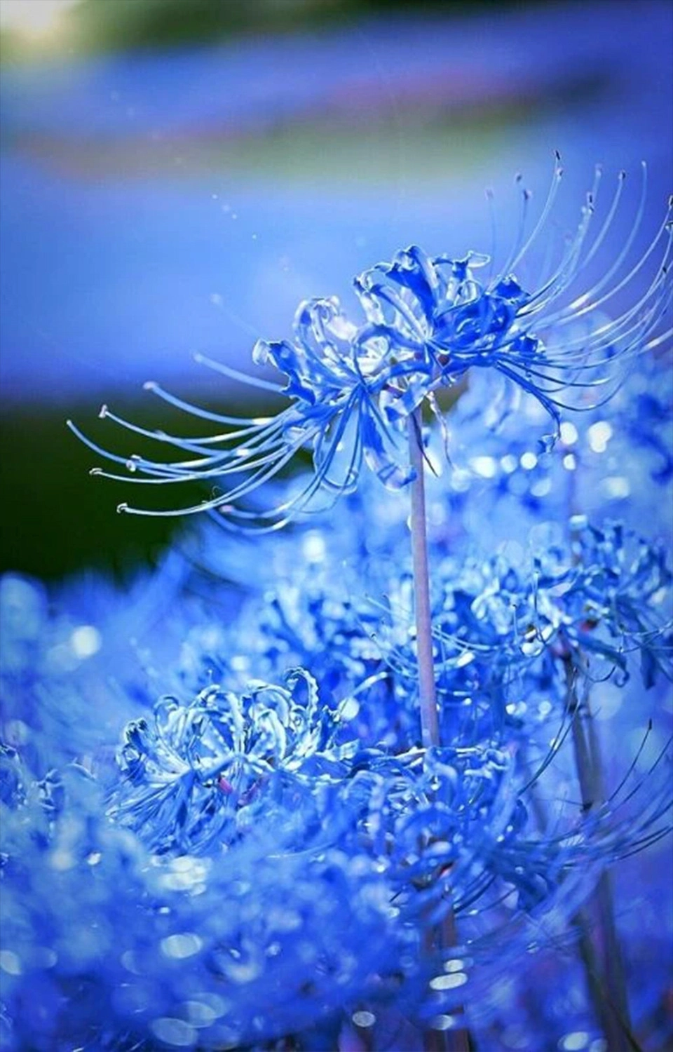  Hình ảnh nền hoa bỉ ngạn xanh rớt 3 chiều rất đẹp lung linh