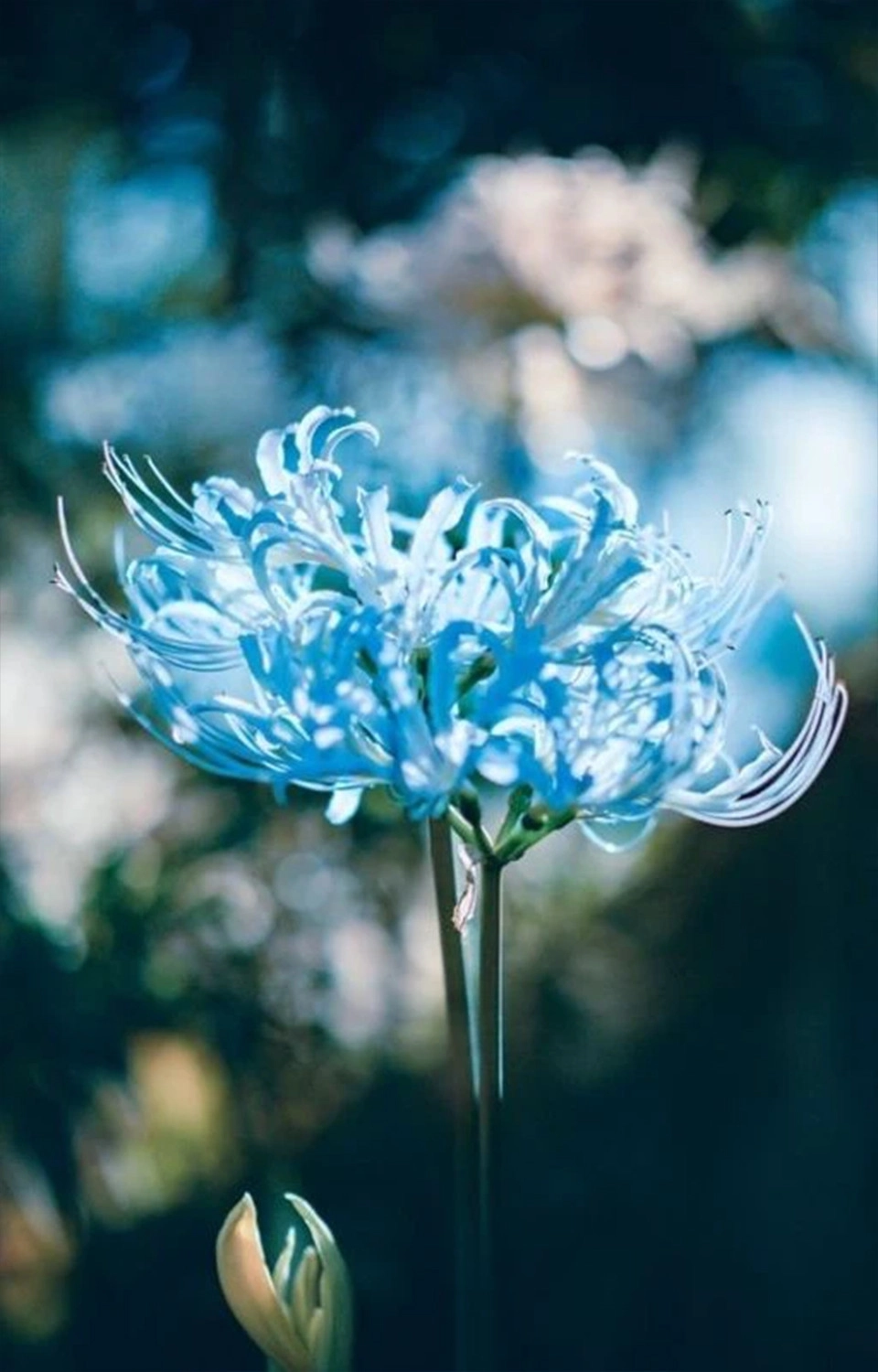  Wallpaper hoa bỉ ngạn xanh nhiếp ảnh nghệ thuật cho điện thoại