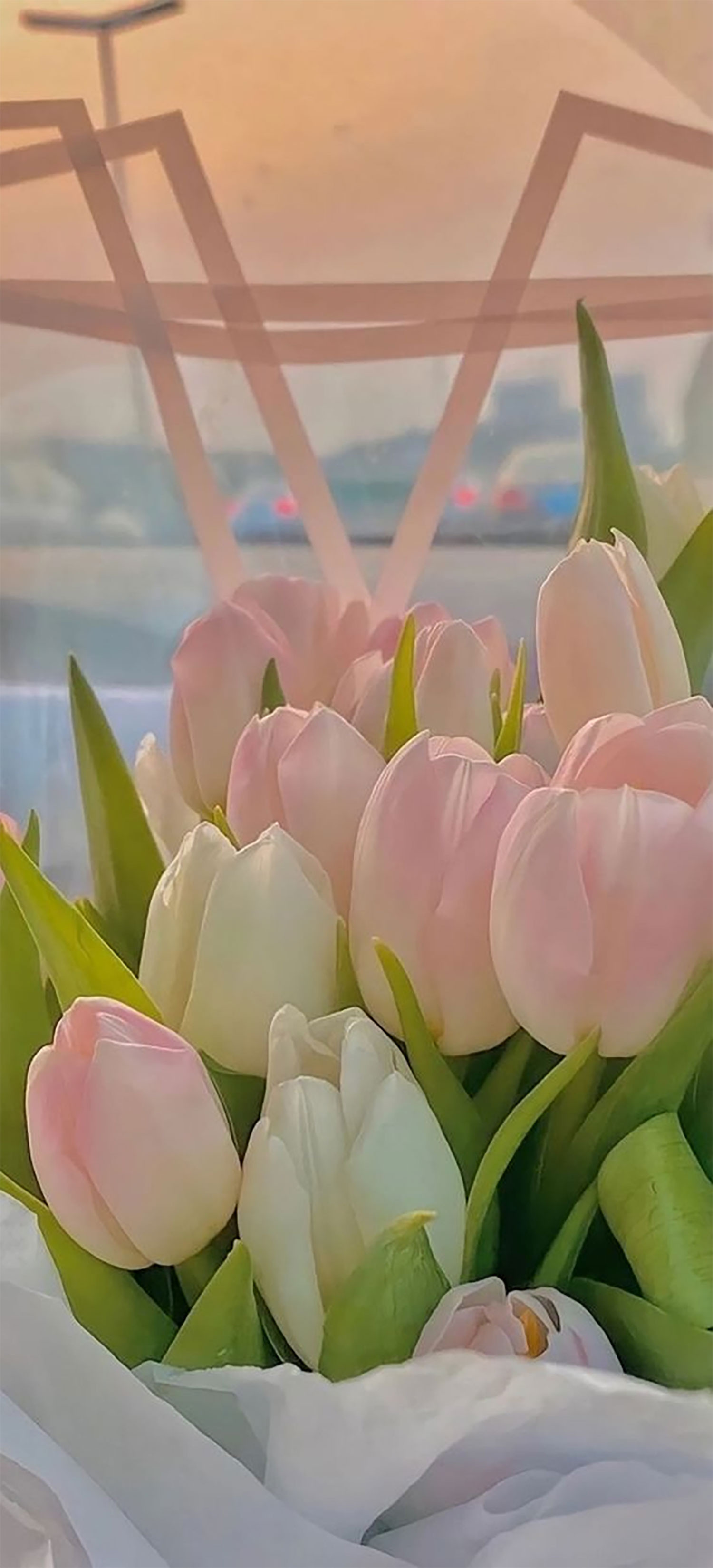 Hình nền hoa Tulip màu hồng 