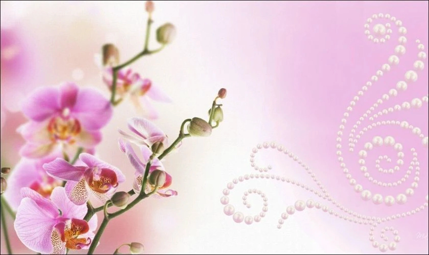 Hình nền Tết hoa lá màu tím
