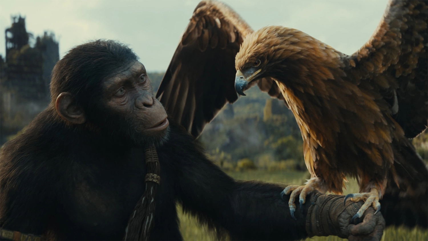 Review phim Hành Tinh Khỉ: Vương Quốc Mới, Con đại bàng chao lượn và đậu trên tay chú khỉ trẻ dẫn dắt vào vương quốc mới của hành tinh khỉ trong tương lai