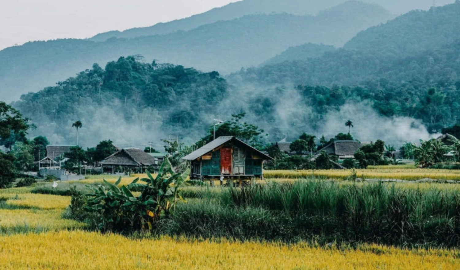 Cánh đồng lúa bao la, rộng lớn