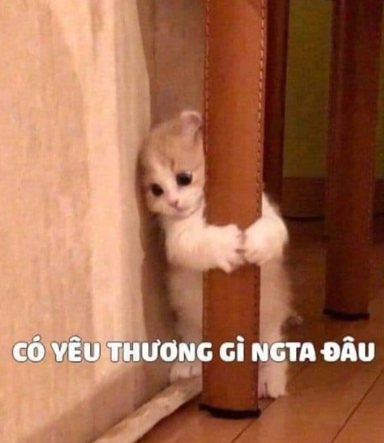 Mèo ôm cột ngồi một góc