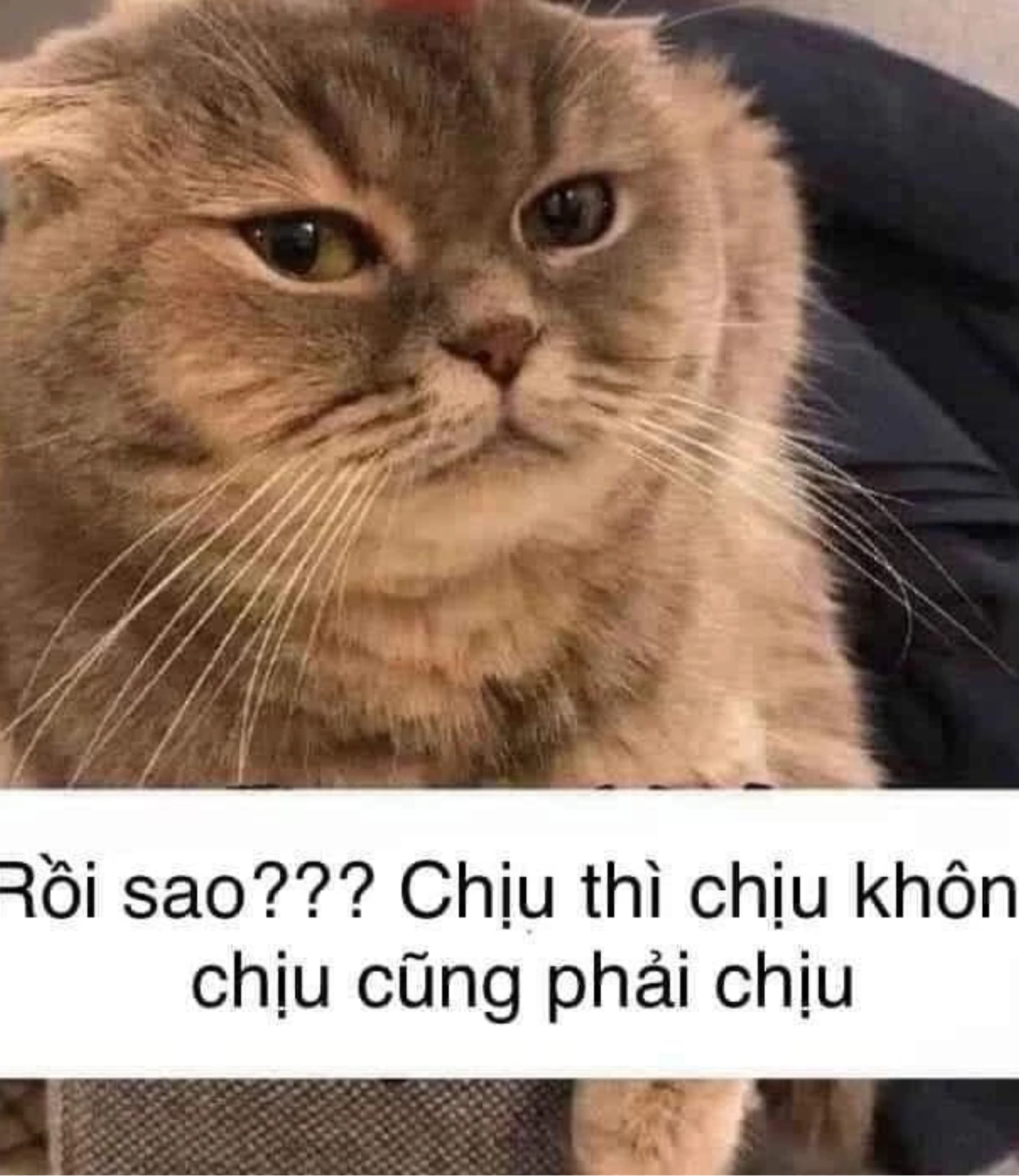 Không ai chịu ai rồi nha