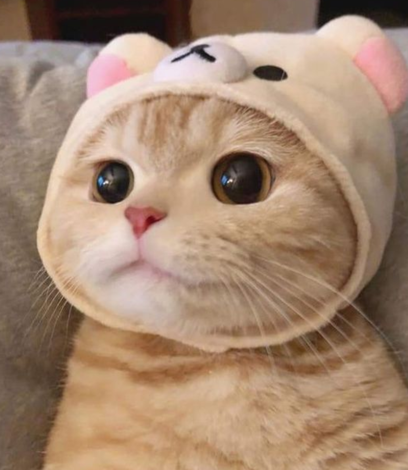 Mèo con đội mũ gấu cực cute