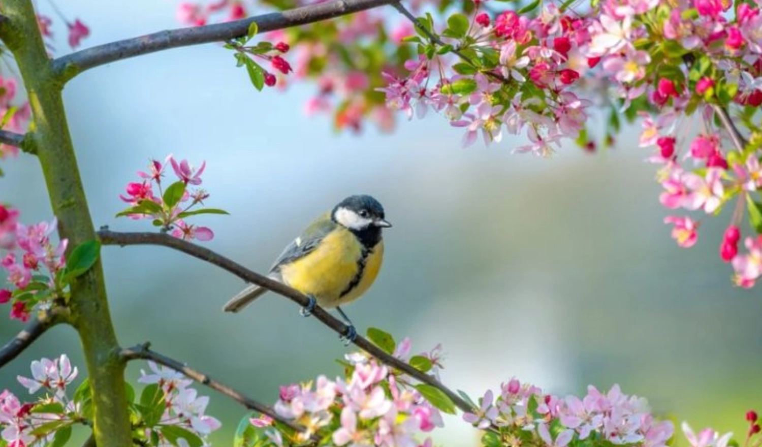 Chú chim én giữa trời xuân