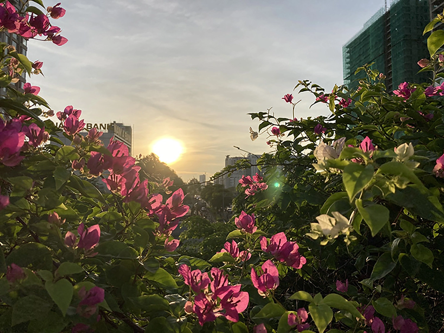 ảnh chụp bởi iPhone SE 2 3