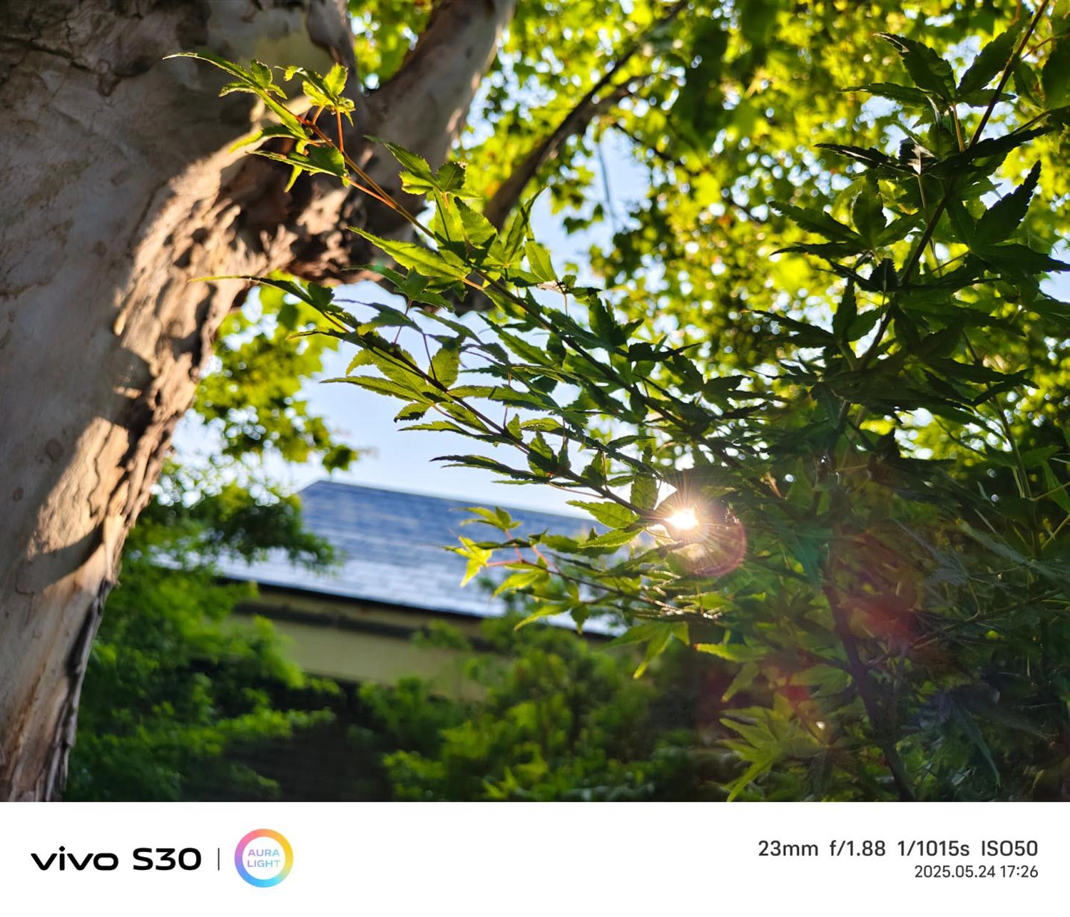 ảnh chụp bởi Vivo S30 1