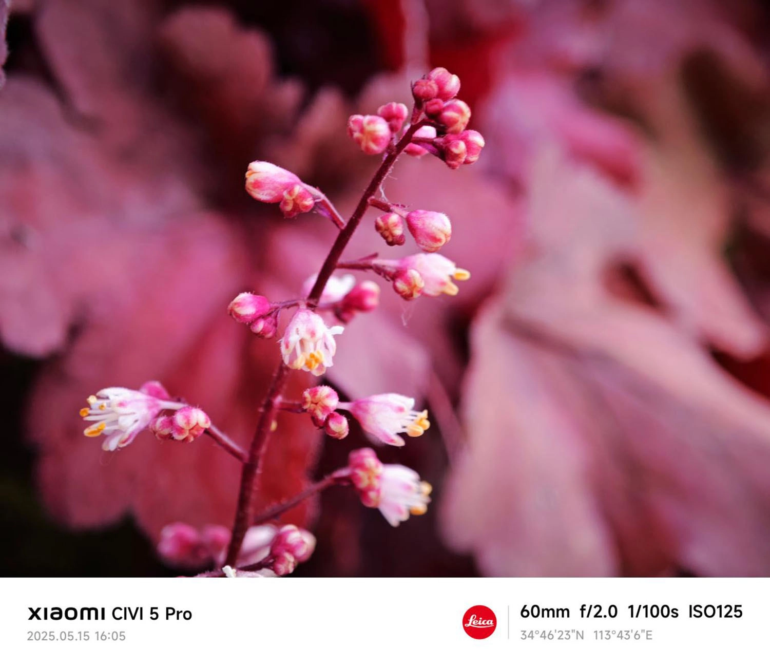 ảnh chụp bởi Xiaomi CIVI 5 Pro 5